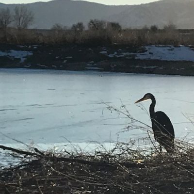 Lessons of Great Blue Heron